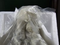 IMG 0095